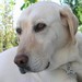 dog & cat best friend tags